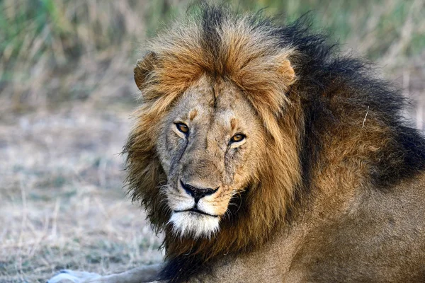 Masai Mara Lions — Stockfoto