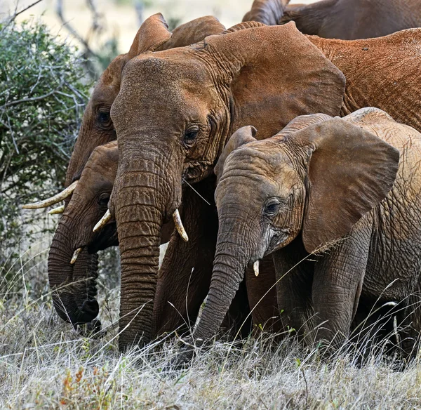 Elefanten von tsavo — Stockfoto