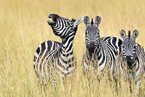 Zebra in de masai mara — Stockfoto