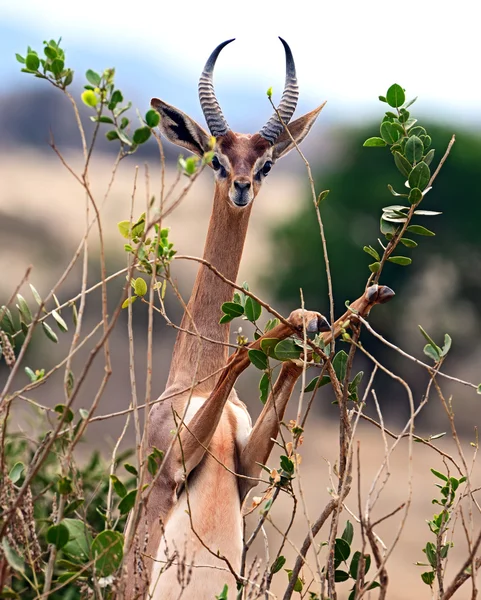 Antilopa žirafí Africká gazela — Stock fotografie