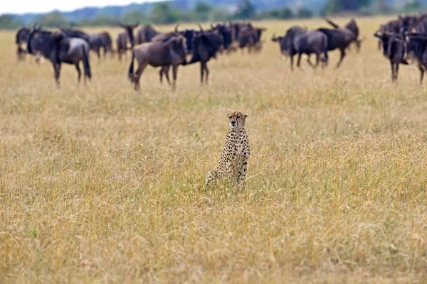 Gepardy Masai mara — Zdjęcie stockowe