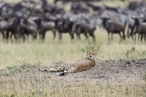 Masai mara guepardos — Foto de Stock