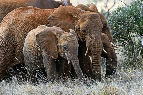 ツァボのゾウ — ストック写真