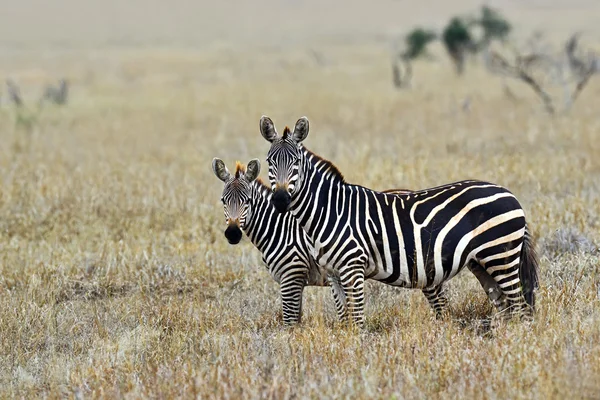 Zebra w masai mara — Zdjęcie stockowe