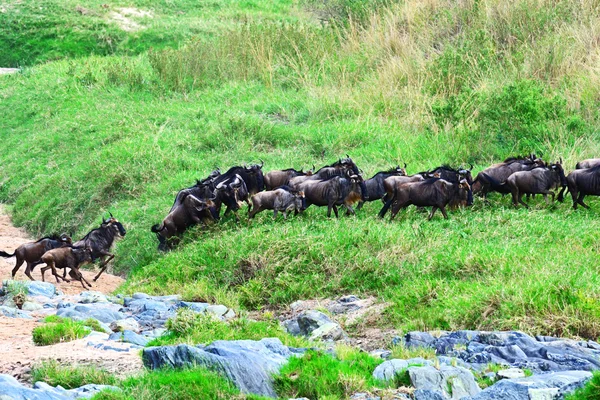 Masai mara gnuer — Stockfoto