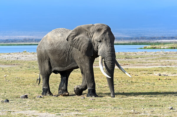 African elephants