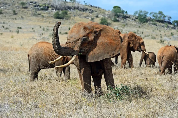 Elefanti di Tsavo — Foto Stock