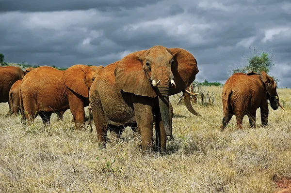 Olifanten Tsavo East — Stockfoto