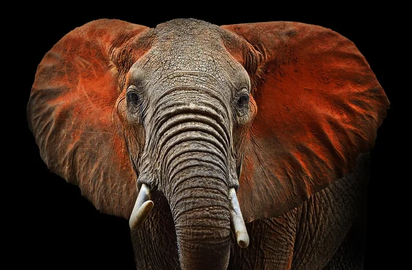 Слоны Цаво — стоковое фото