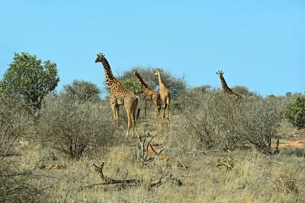 Girafa — Fotografia de Stock