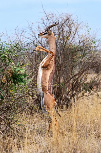 Antilopa žirafí Africká gazela — Stock fotografie