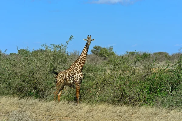 Giraffe — Stockfoto