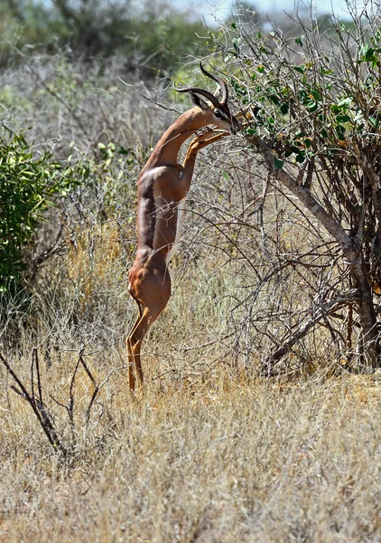 Gerenuk Afryki Gazela — Zdjęcie stockowe