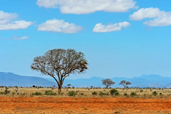 Tree in savannah — Stock Photo, Image