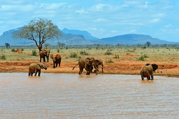 Elefantes tsavo leste — Fotografia de Stock