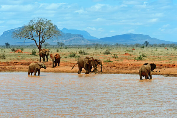 Elephants Tsavo East