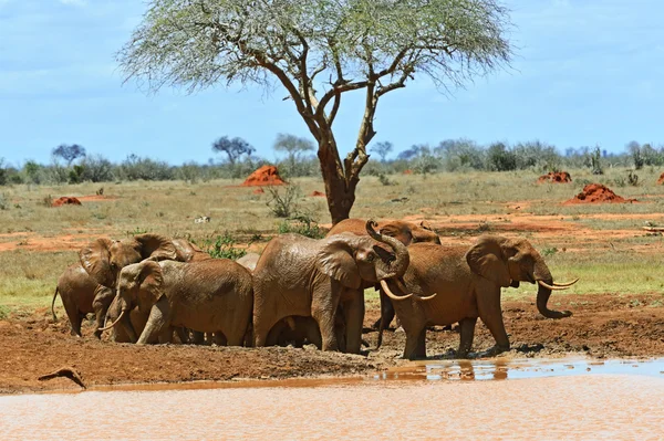 Éléphants Tsavo Est — Photo