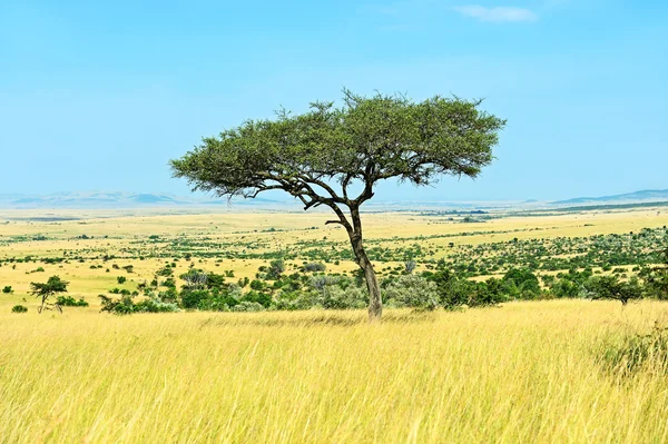 Boom Masai Mara — Stockfoto