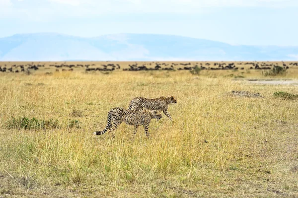 Masai Mara Cheetahs — Stock Photo, Image