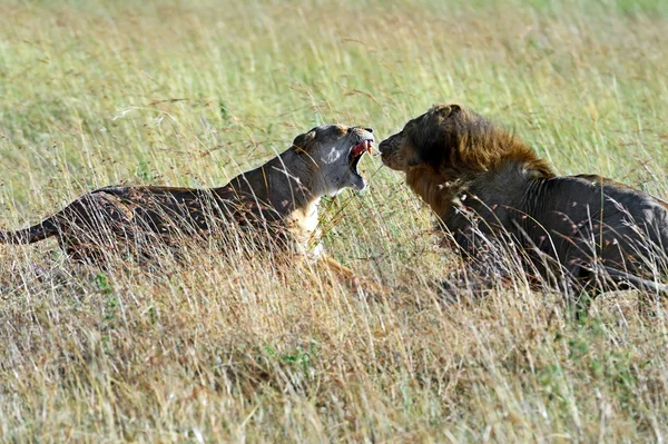 Masai mara leões — Fotografia de Stock