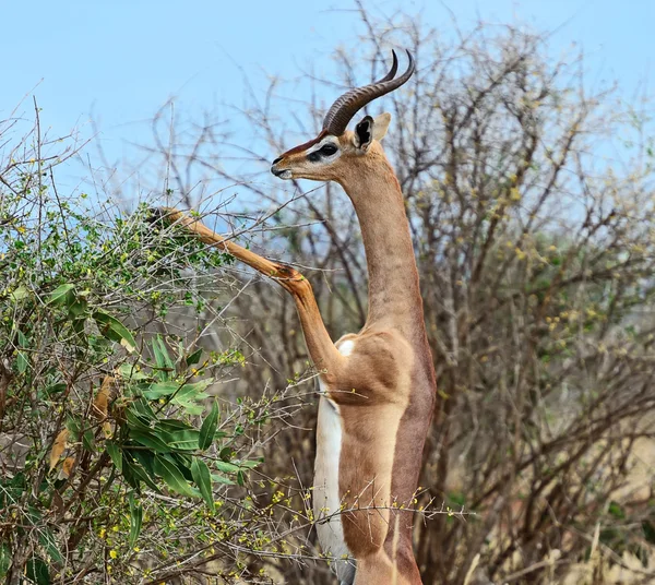 African gazelle gerenuk — Stock Photo, Image