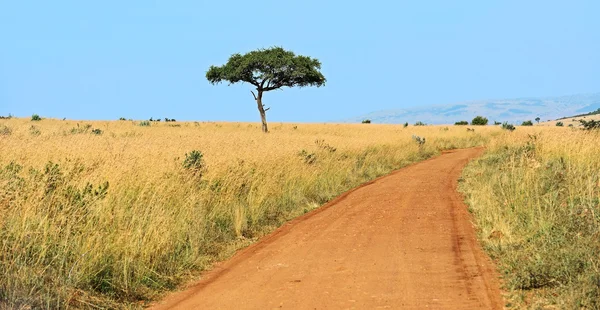 Árbol Masai Mara — Foto de Stock