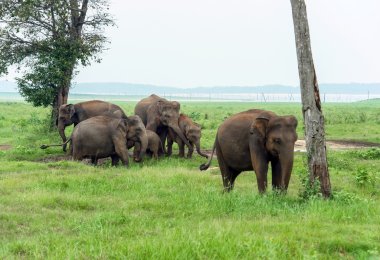 Sri Lanka Hintli fil