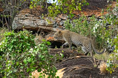 Leopar Tsavo Kenya