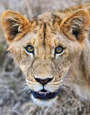 Masai Mara Lions clipart