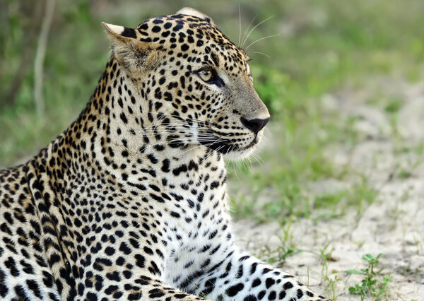 Leopard in Sri Lanka