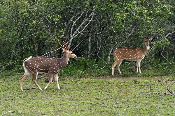 Benekli geyik Sri Lanka — Stok fotoğraf