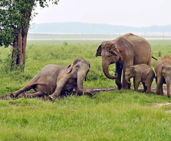 Indian elephant in Sri Lanka — Stock Photo, Image