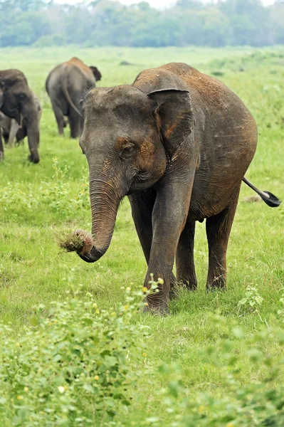Indisk elefant i Sri Lanka — Stockfoto