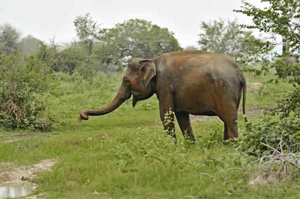 Indischer Elefant in Sri Lanka — Stockfoto