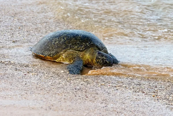 스리랑카에서 거북이 — 스톡 사진