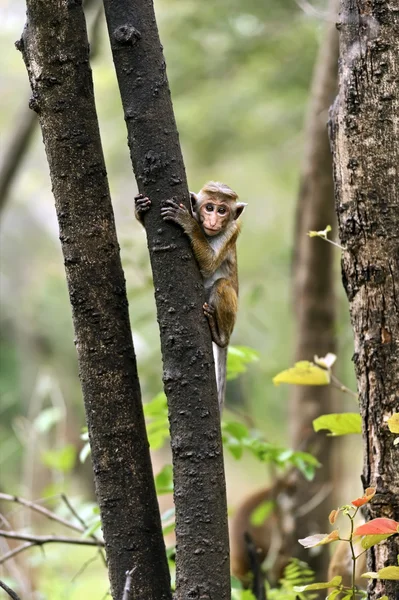 Animali tropicali in natura — Foto Stock