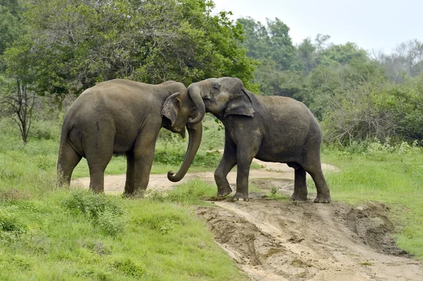 Elefant i naturen på ön Sri Lanka — Stockfoto