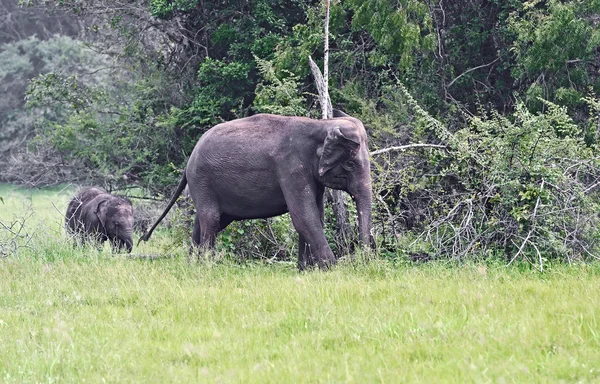 Ελεφάντων στις άγρια περιοχές στο νησί της Σρι Λάνκα — Φωτογραφία Αρχείου