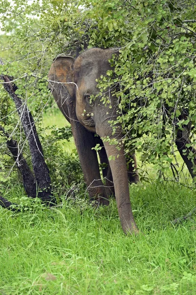 Éléphant sauvage sur l'île de Sri Lanka — Photo