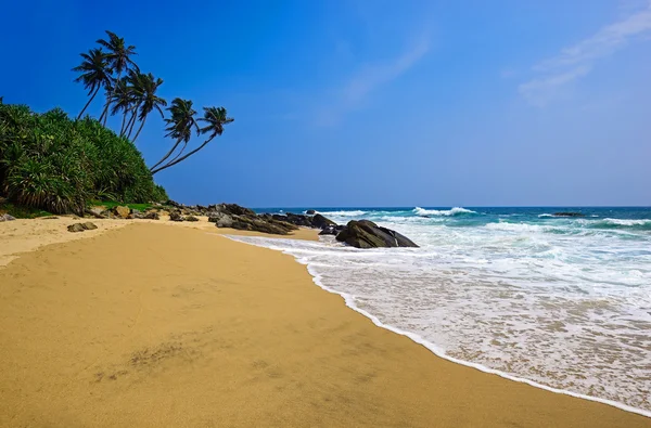 Sri Lanka wyspa z palmami plaży oceanu — Zdjęcie stockowe