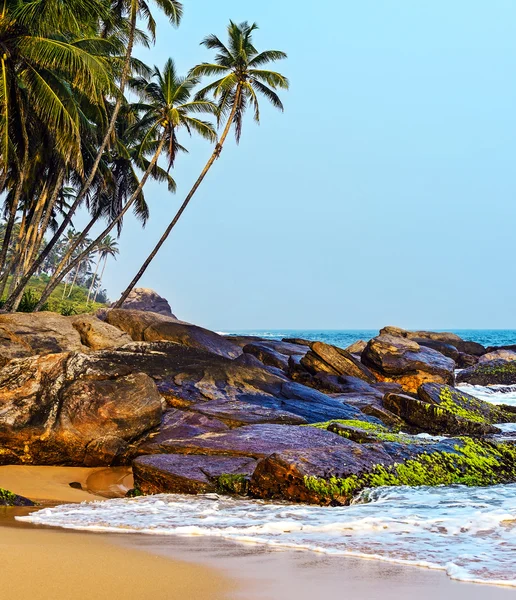 Sri Lanka island with palm on ocean beach — Stock Photo, Image