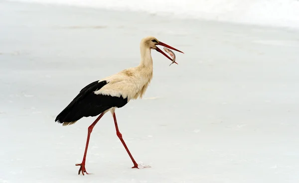 Ooievaar in de winter — Stockfoto