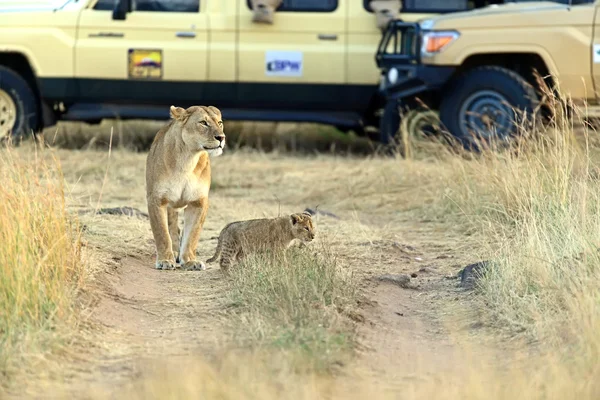 León Masai Mara —  Fotos de Stock