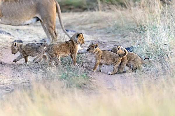 ライオン マサイマラ国立保護区 — ストック写真