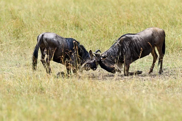 Masai Mara wildebeest büyük göç. — Stok fotoğraf