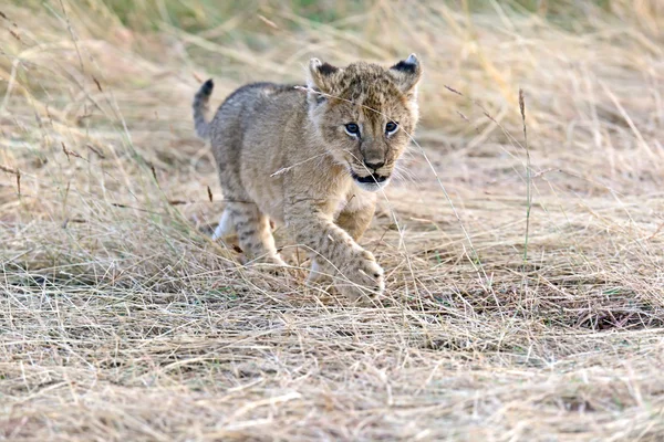 Lion Masai Mara — Stock Photo, Image