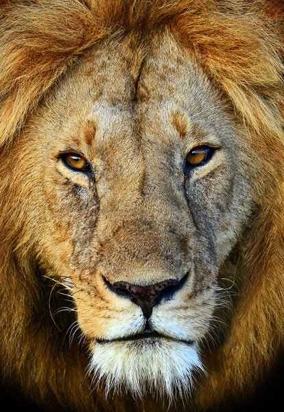 Masai Mara Lions