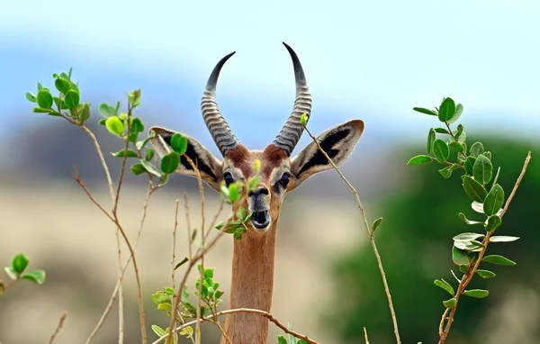 Gacela africana gerenuk — Foto de Stock