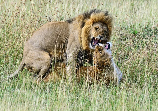 狮子马赛马拉 — 图库照片