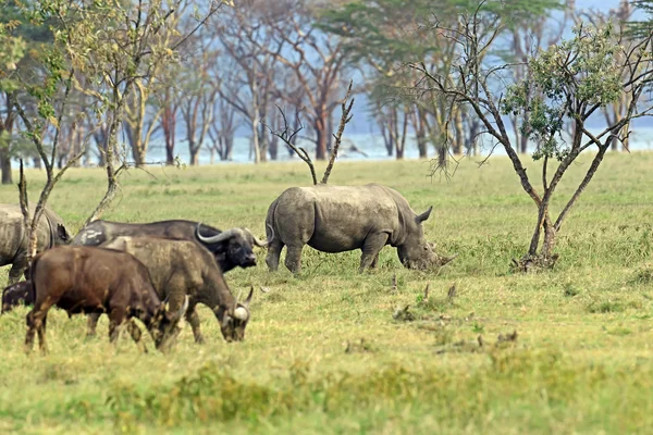 Spitzmaulnashorn mit Büffeln im Nakuru-Park — Stockfoto